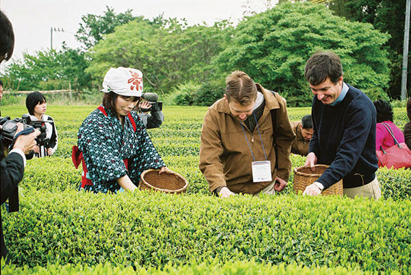 お茶文化と茶工場見学や茶摘み体験