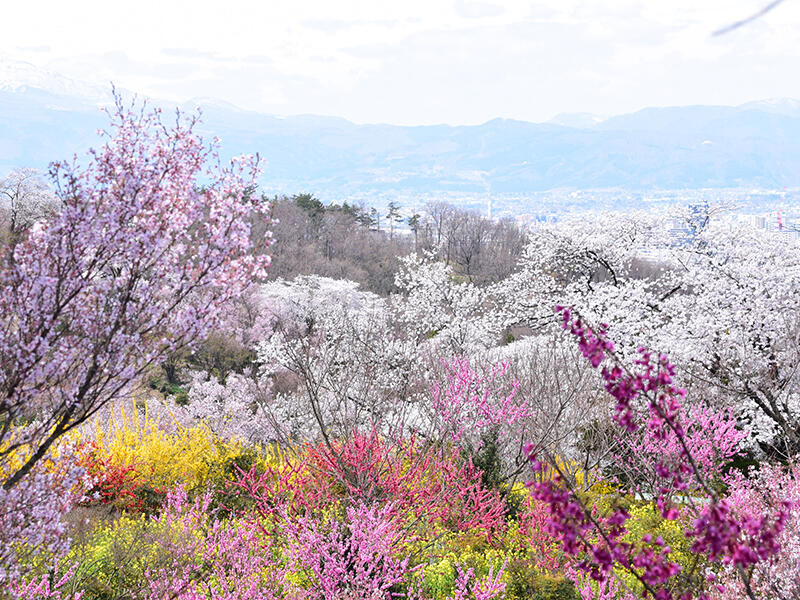 春の花見山公園